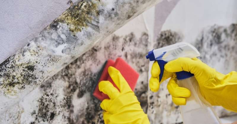 Dealing with Mold After Water Damage: Stopping the Spread Before It Gets Worse