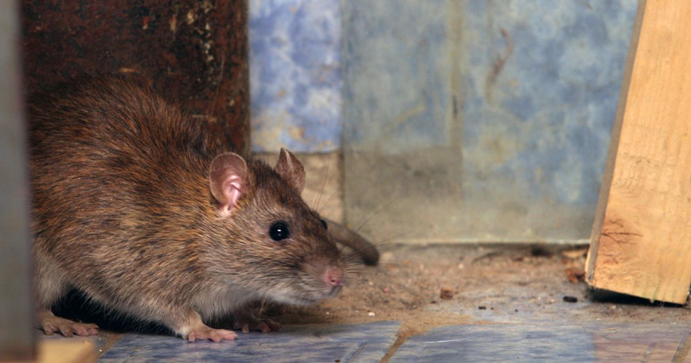 Urgent Rat Infestation Removal: Essential Steps for Immediate Action